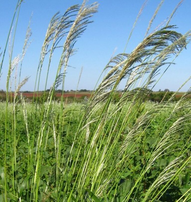 Importância dos Herbicidas na Produtividade das Fazendas